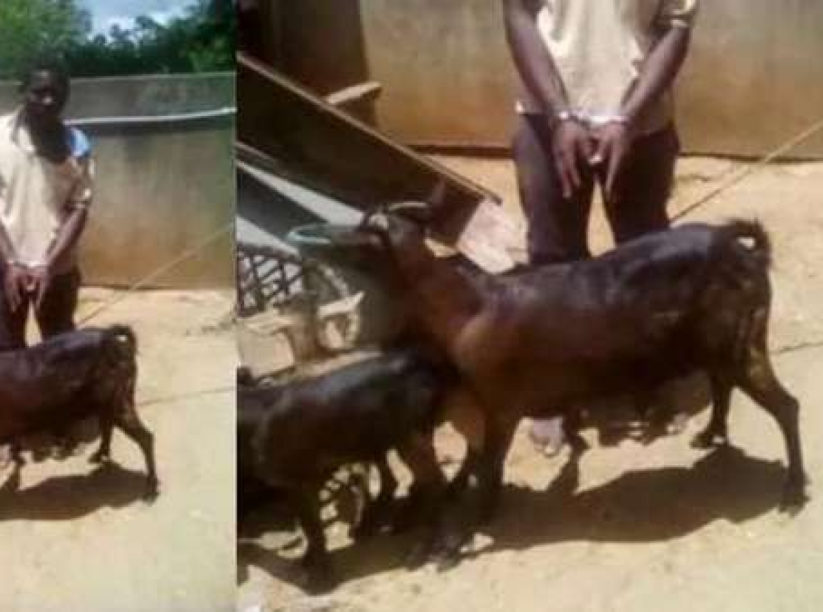 Bestiality! Ogun Amotekun arrests Ibrahim Ismaila for sleeping with goat