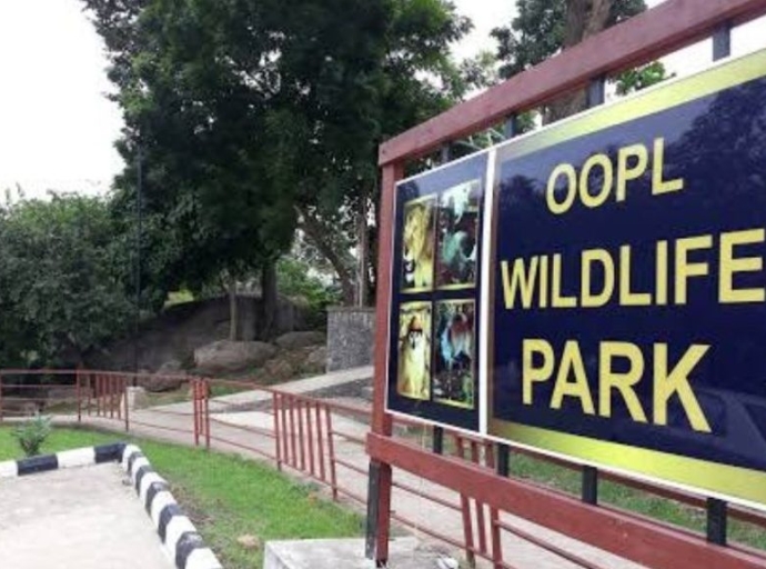 Lion kills handler at Olusegun Obasanjo Presidential Library zoo